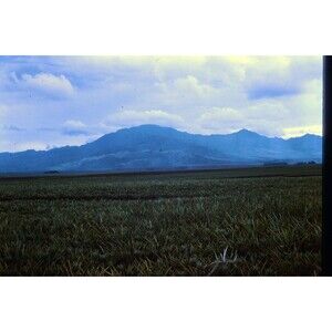 Original 1965 35mm Slide, "Pineapples", Hawaii